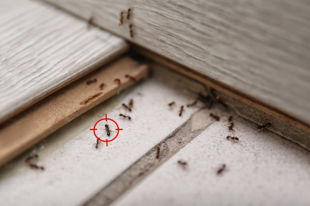 Best Pest Control Near Me in Whitmore Lake, MI